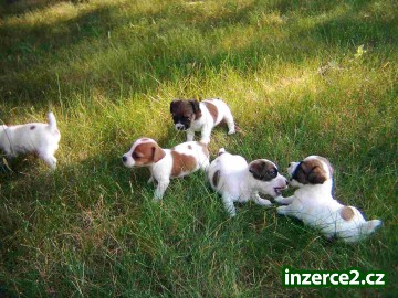 Jack Russell teriér štěňata_2 442569_2.jpg
