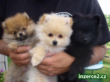 Čistě bílé Pomeranian štěňata_1 442570_1.jpg