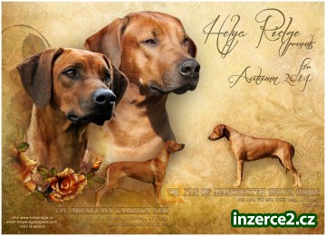 Rhodéský ridgeback - štěňata s PP_1 442871_1.jpg