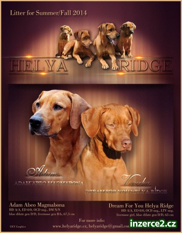 Rhodéský ridgeback - štěňata s PP_2 442871_2.jpg