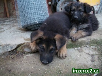 Prodej stenat_1 442911_1.jpg