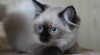 koťata Ragdoll 444052_t.jpg