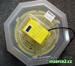 Lihen +natacani vajec_1 444847_1.jpg