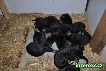 Prodám štěňata beauceronů_2 444887_2.jpg