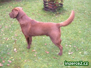 Labrador ke krytí_2 445280_2.jpg