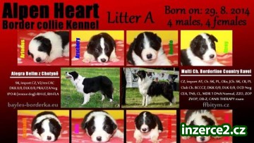 Border collie s PP_1 445691_1.jpg