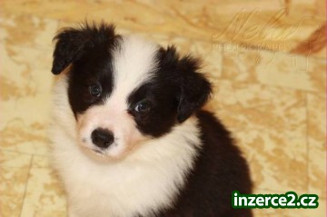Border collie s PP_2 445691_2.jpg