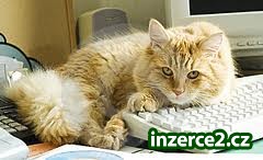 Seriozní práce z domu-zajímavé ohodnocení_1 445706_1.jpg