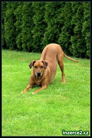 Rhodéský ridgeback_1 445832_1.jpg