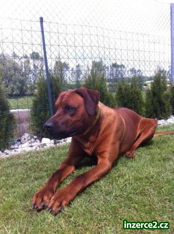 Rhodéský ridgeback_2 445832_2.jpg