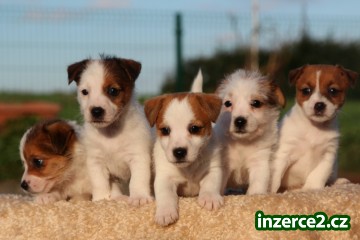 jack russell terrier s PP_1 446064_1.jpg