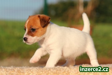 jack russell terrier s PP_2 446064_2.jpg