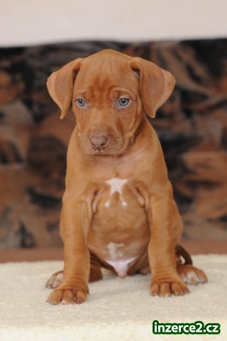 Rhodéský ridgeback - štěňata s PP_2 447366_2.jpg