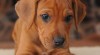 Rhodéský ridgeback - štěňata s PP 447366_t.jpg