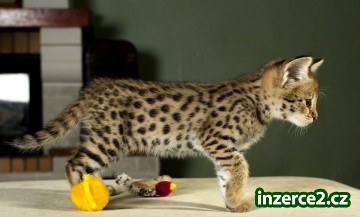 Nabízím serval, Savannah, Caracal, Bengálsku a ocelota na prodej_1 447462_1.jpg