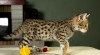 Nabízím serval, Savannah, Caracal, Bengálsku a ocelota na prodej 447462_t.jpg