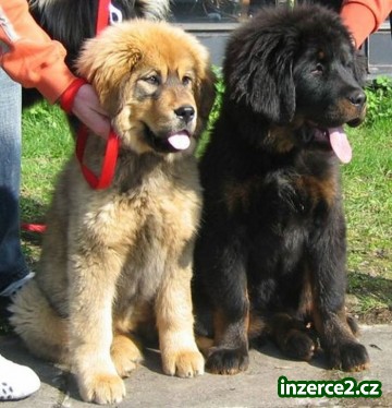Tibetská doga - štěňata_1 4478_1.jpg