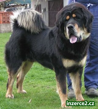 Tibetská doga - štěňata_2 4478_2.jpg