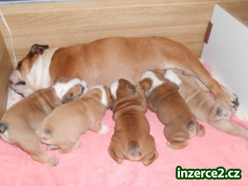 Štěňata Anglický Bulldog - prodej_1 448030_1.jpg