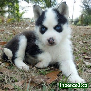 Dvě krásné sibiřský husky štěňata na přijetí_1 448962_1.jpg