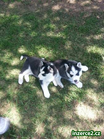 Dvě krásné sibiřský husky štěňata na přijetí_1 448963_1.jpg