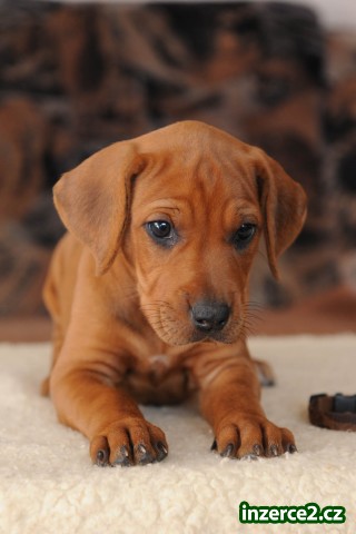 Rhodéský ridgeback - štěňata s PP_1 449323_1.jpg