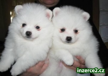 mužské a ženské Pomeranian štěňata pro přijetí_1 449395_1.jpg