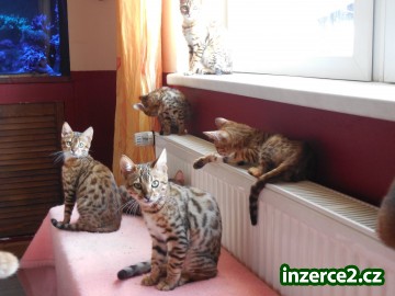 Čistokrevná Bengal kotě od vydání okamžitě_1 450197_1.jpg