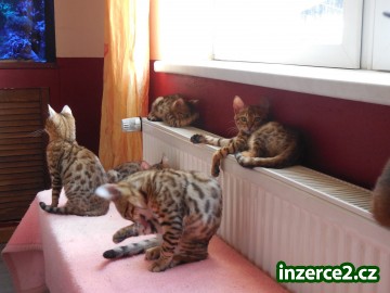 Čistokrevná Bengal kotě od vydání okamžitě_2 450197_2.jpg