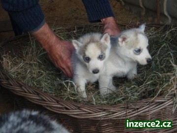 Čtyři modré oči sibiřské Huskys Štěňata_1 450261_1.jpg