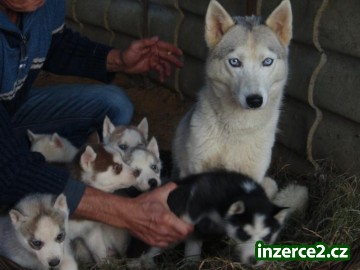 Čtyři modré oči sibiřské Huskys Štěňata_2 450261_2.jpg