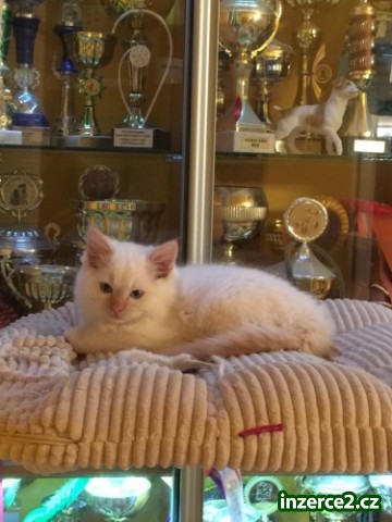 koťata Ragdoll_2 450758_2.jpg