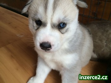 Husky štěňata na prodej_1 451245_1.jpg