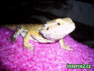 Agama Vousatá - pogona viticeps._1 45140_1.jpg