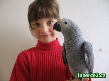 Papoušek senegalský, Žako, Ara ararauna_2 451440_2.jpg