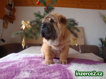 Šarpej, Shar-pei_2 451548_2.jpg