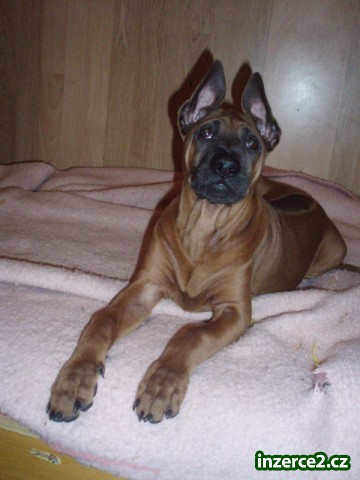 Thajský ridgeback_1 45160_1.jpg