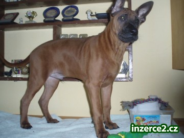 Thajský ridgeback_2 45160_2.jpg