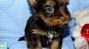Čokoládový Jorkšírský Terrier 451663_t.jpg