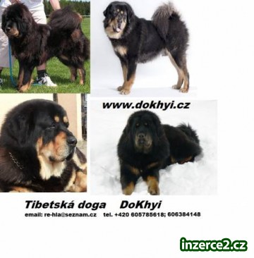 Tibetská doga - Exklusivní štěňátka_1 452331_1.jpg