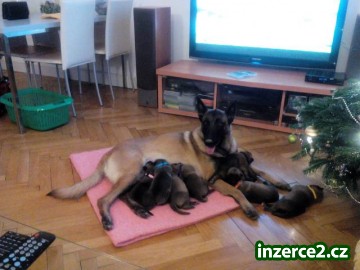 Belgický ovčák malinois - štěňata_1 452392_1.jpg