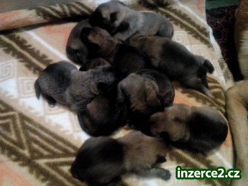 Belgický ovčák malinois - štěňata_2 452392_2.jpg