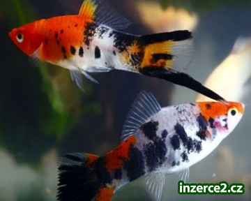 Akvarijní rybičky_1 452547_1.jpg