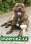Prodám štěňata Mallorské dogy s PP_2 452756_2.jpg