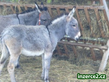 Prodám oslici_1 453130_1.jpg