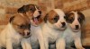jack russell terrier s PP, štěňátka 454161_t.jpg