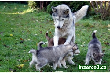 Sibiřský husky štěňata k přijetí_1 454563_1.jpg