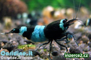 Akvarijní a terarijní zvířata_2 454714_2.jpg
