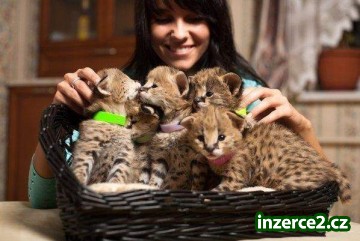 Home trénoval Serval, Savannah, leopard mládě, Fennec lišky,_1 455862_1.jpg
