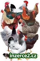 Snáškové kuřice,housata,mulardi, brojlerová kuřata_1 456105_1.jpg